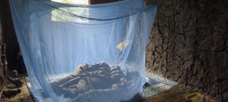 Four siblings rest peacefully beneath a long-lasting insecticide-treated bed net. The net keeps away mosquitoes that can carry lymphatic filariasis and malaria. 